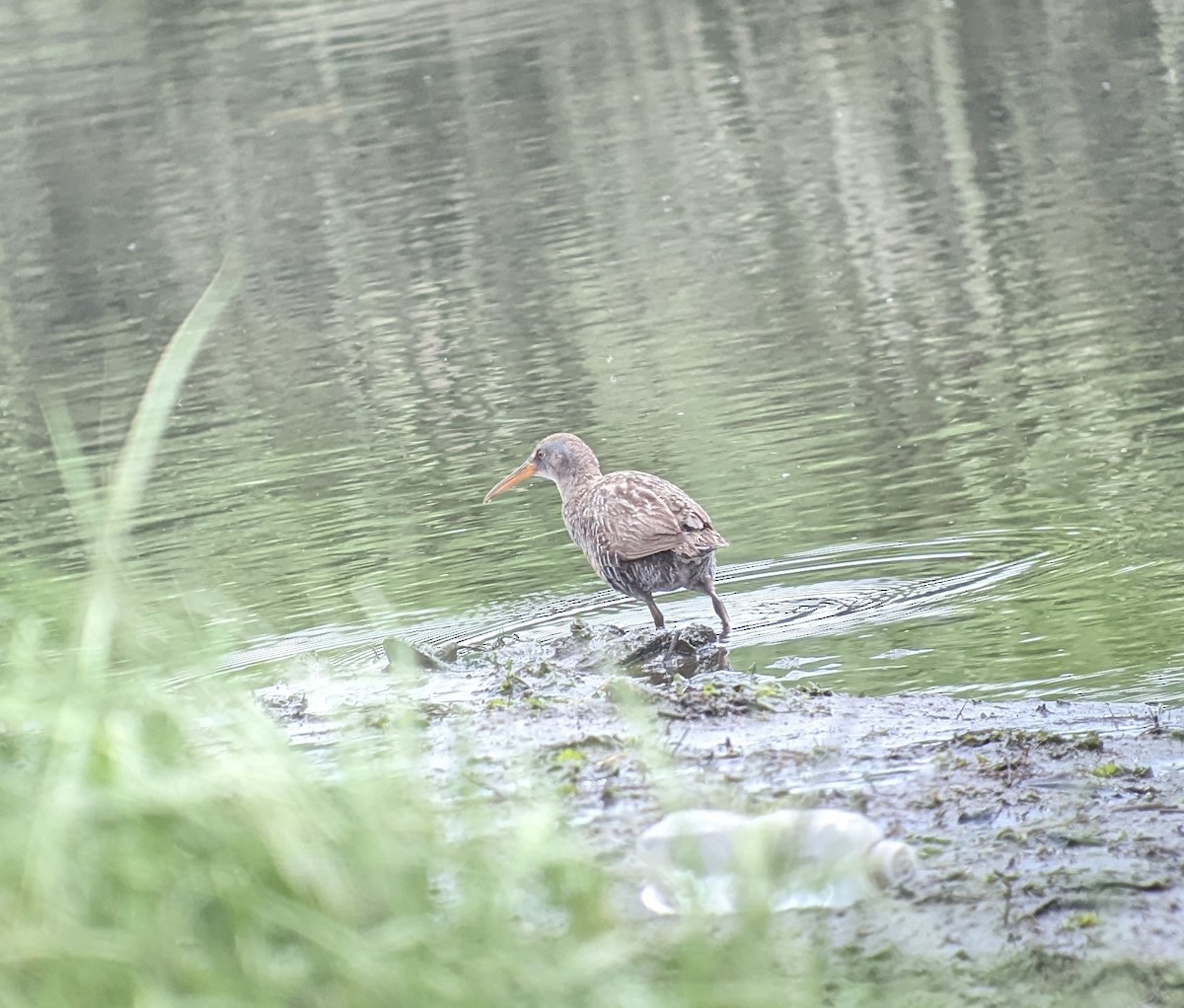 Clapper Rail - David Spawn