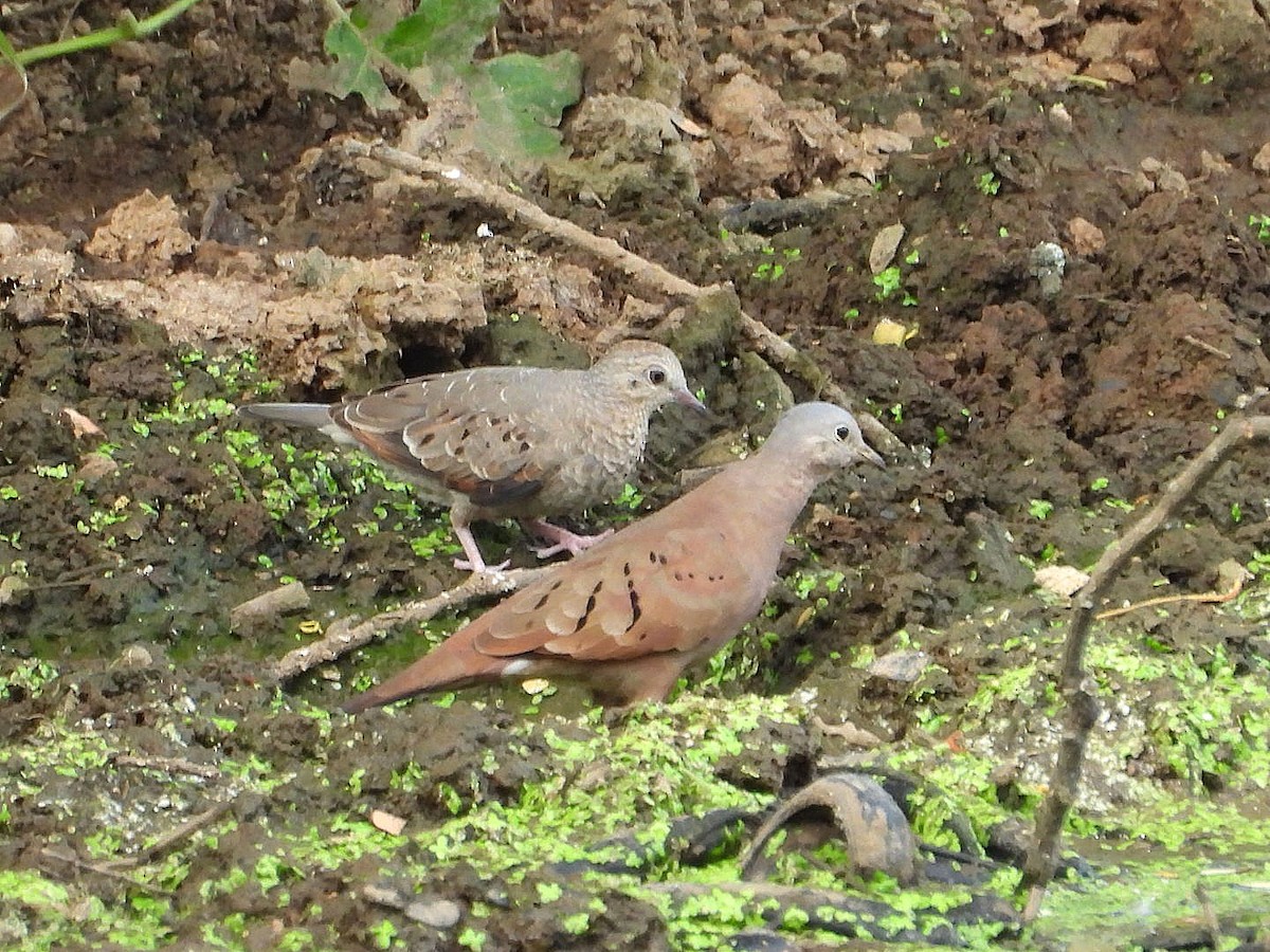Ruddy Ground Dove - ML620117208