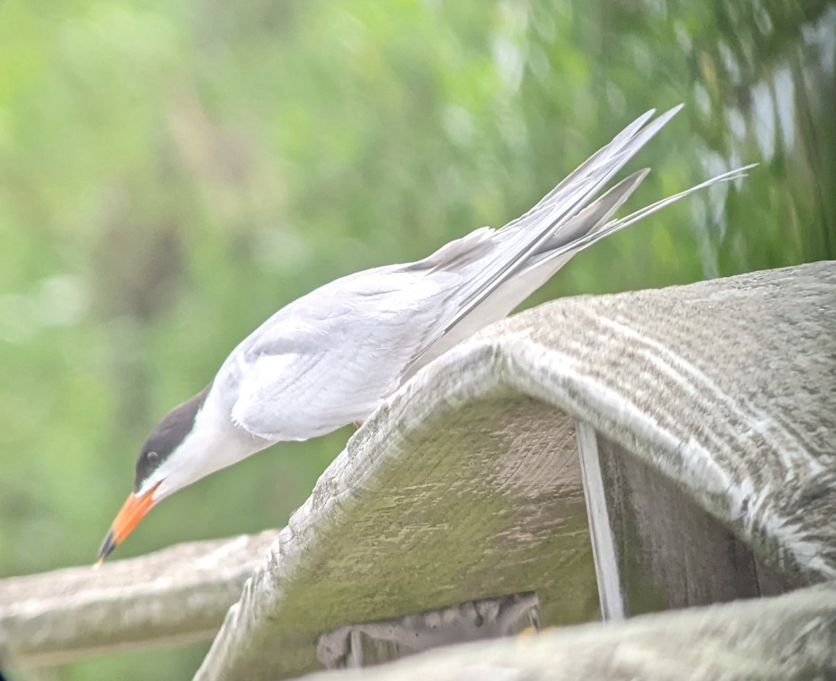 Forster's Tern - ML620117209