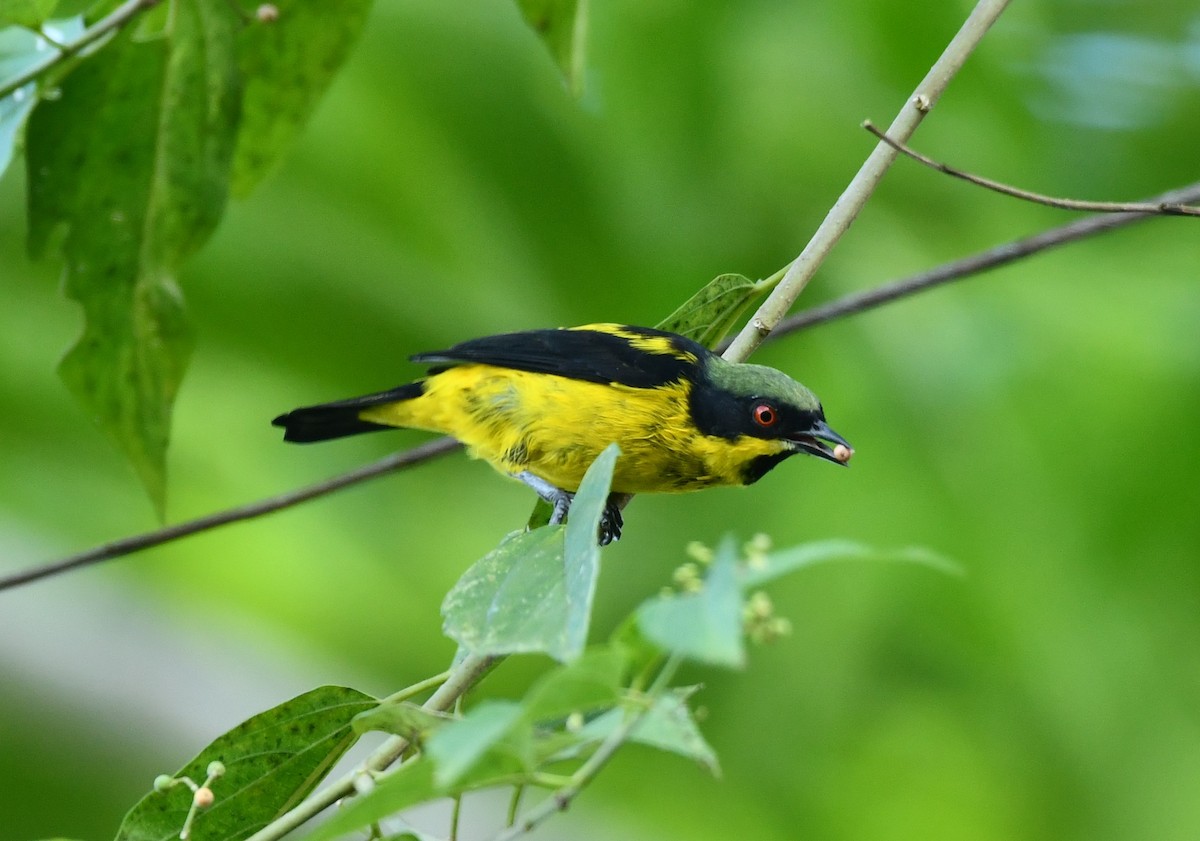 Yellow-bellied Dacnis - ML620117212