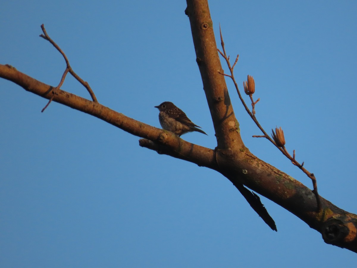 Eastern Bluebird - Mike & Angela Stahl