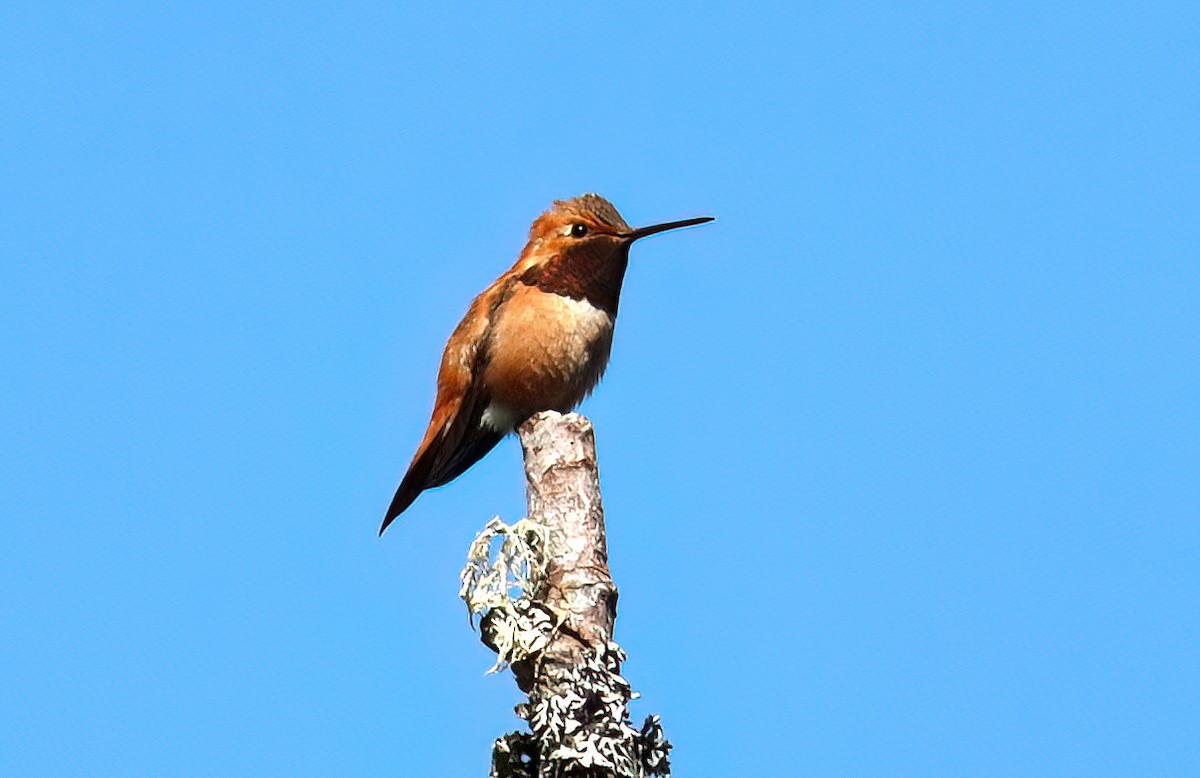Rufous Hummingbird - ML620117218