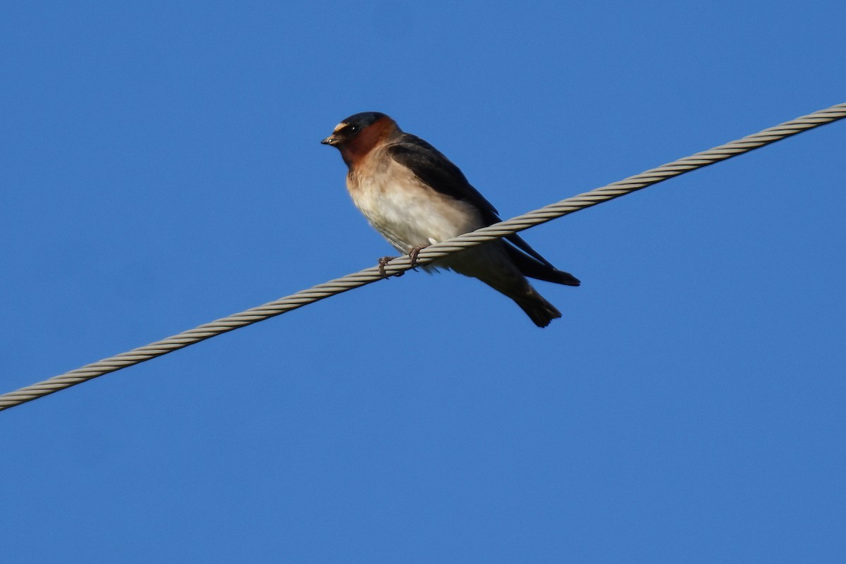 Hirondelle à front blanc (groupe pyrrhonota) - ML620117225