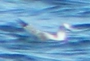 Bonaparte's Gull - ML620117246