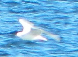 Bonaparte's Gull - ML620117248