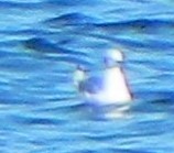 Bonaparte's Gull - ML620117257
