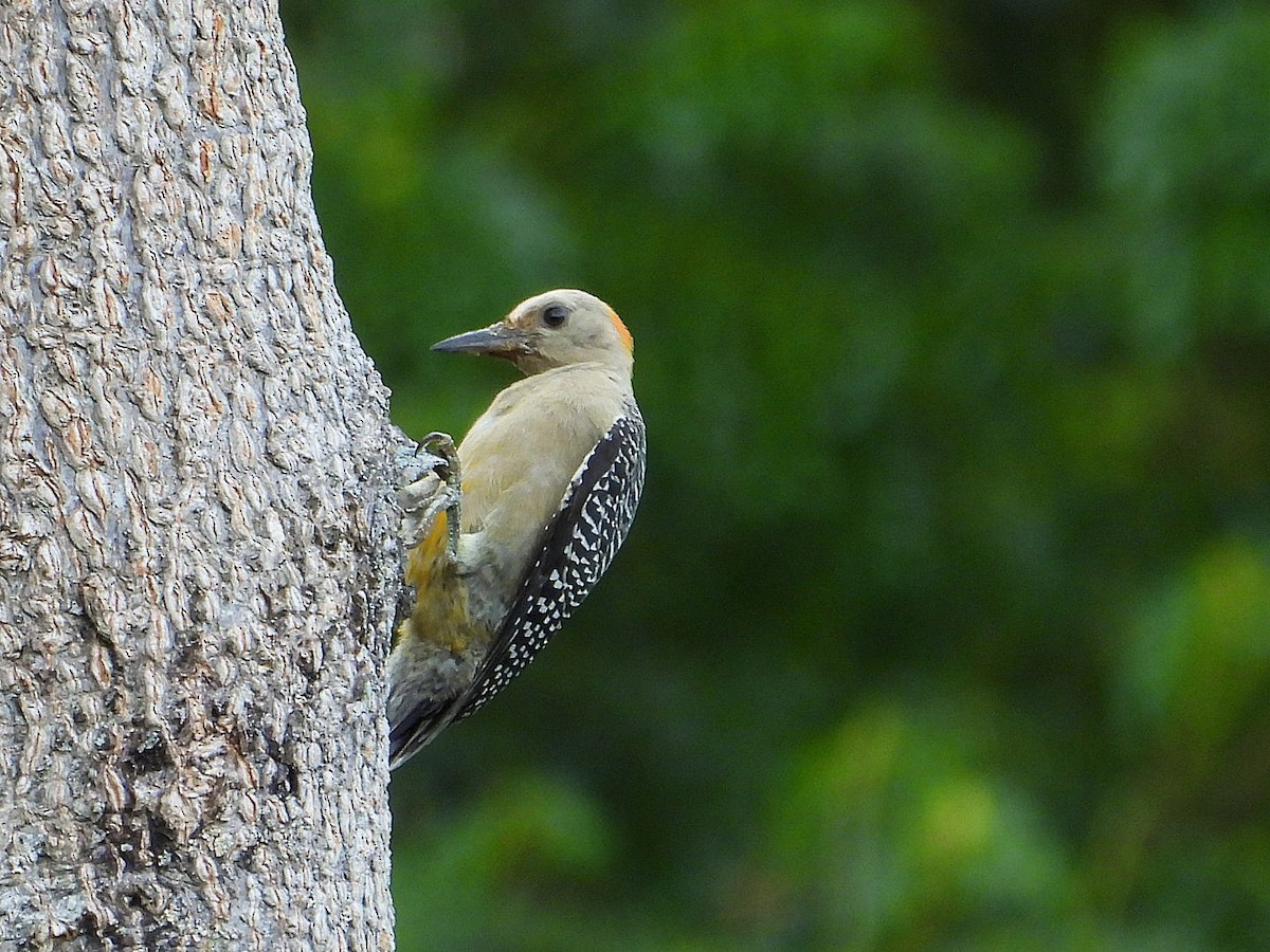 Golden-fronted Woodpecker - ML620117264