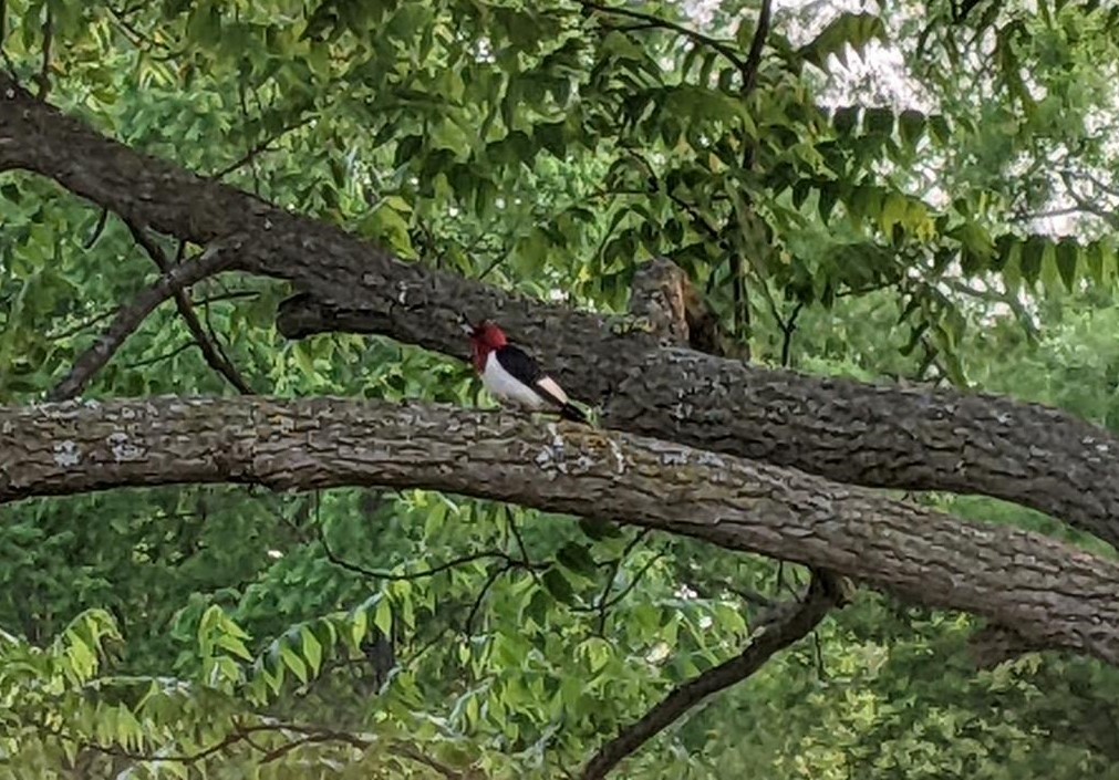Red-headed Woodpecker - ML620117270