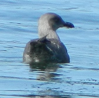 Larus sp. - ML620117272