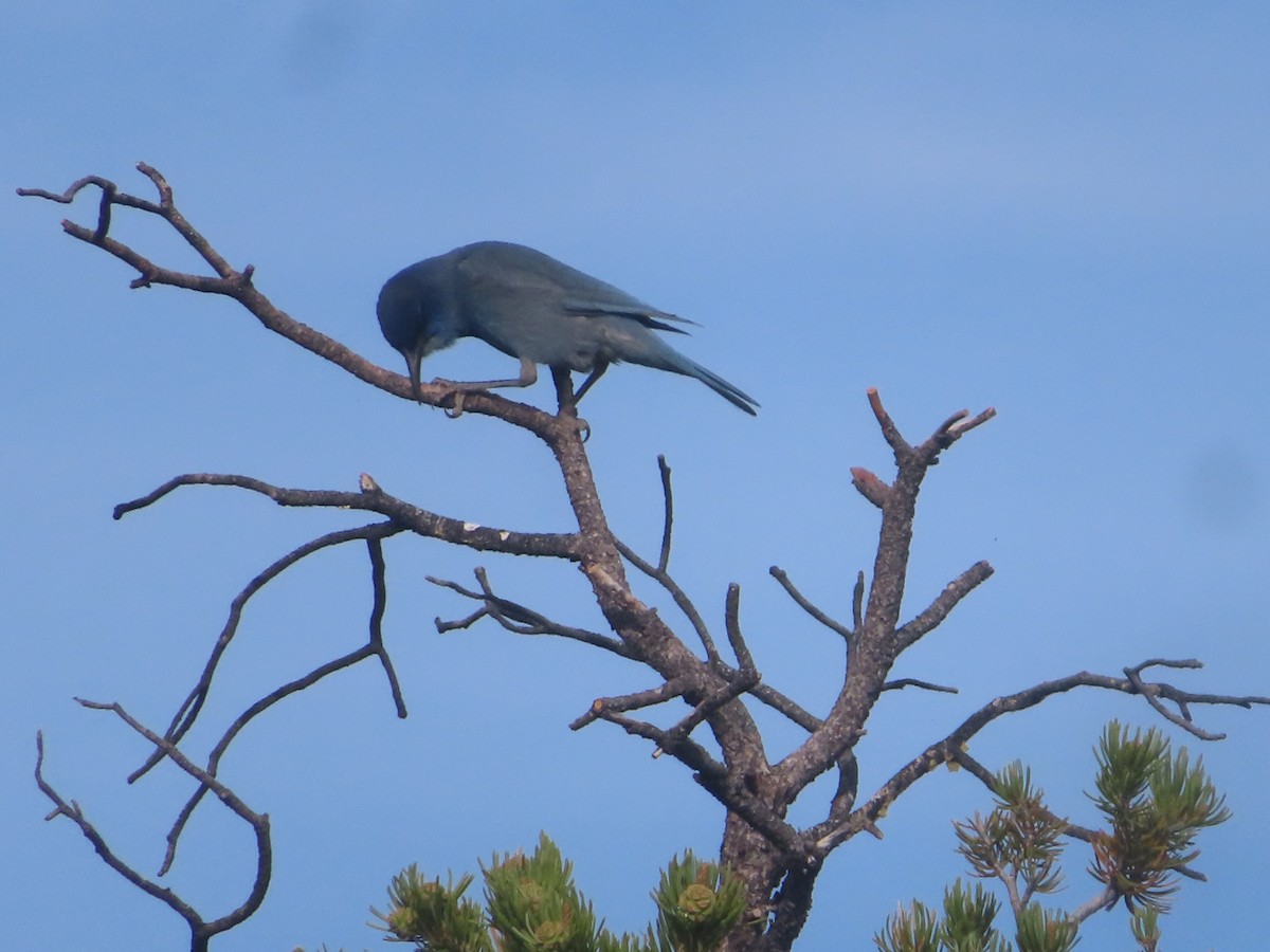 Pinyon Jay - ML620117282