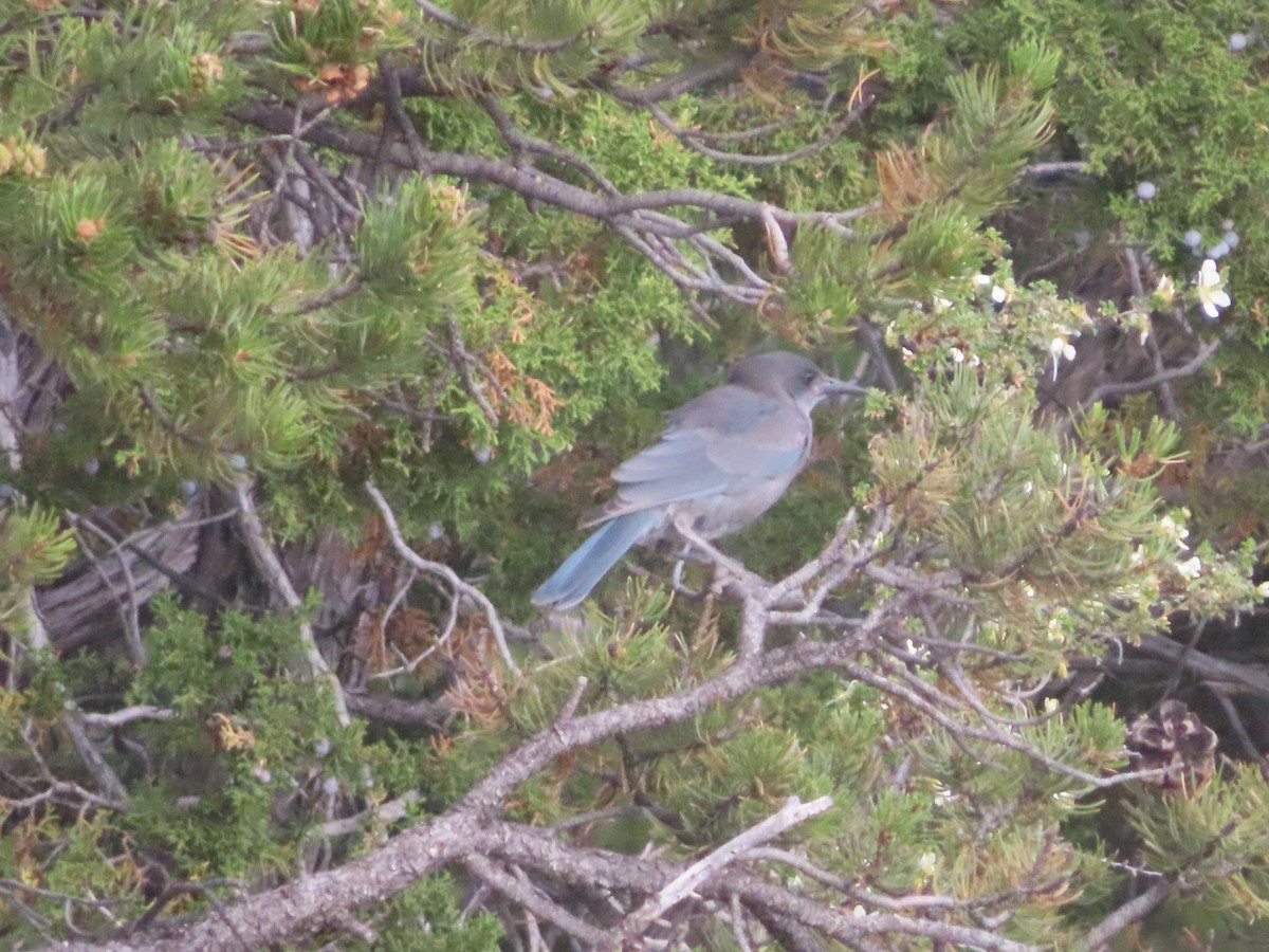 Pinyon Jay - ML620117283