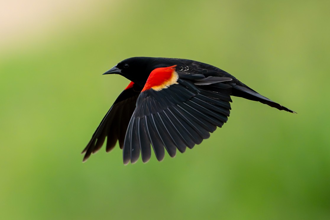 Red-winged Blackbird - ML620117287