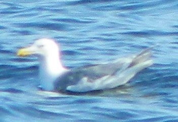 Glaucous-winged Gull - ML620117293