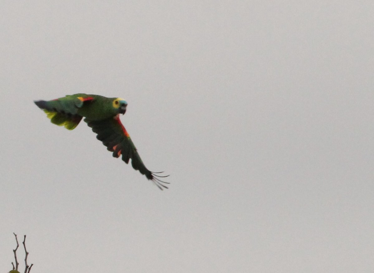 Turquoise-fronted Parrot - ML620117299