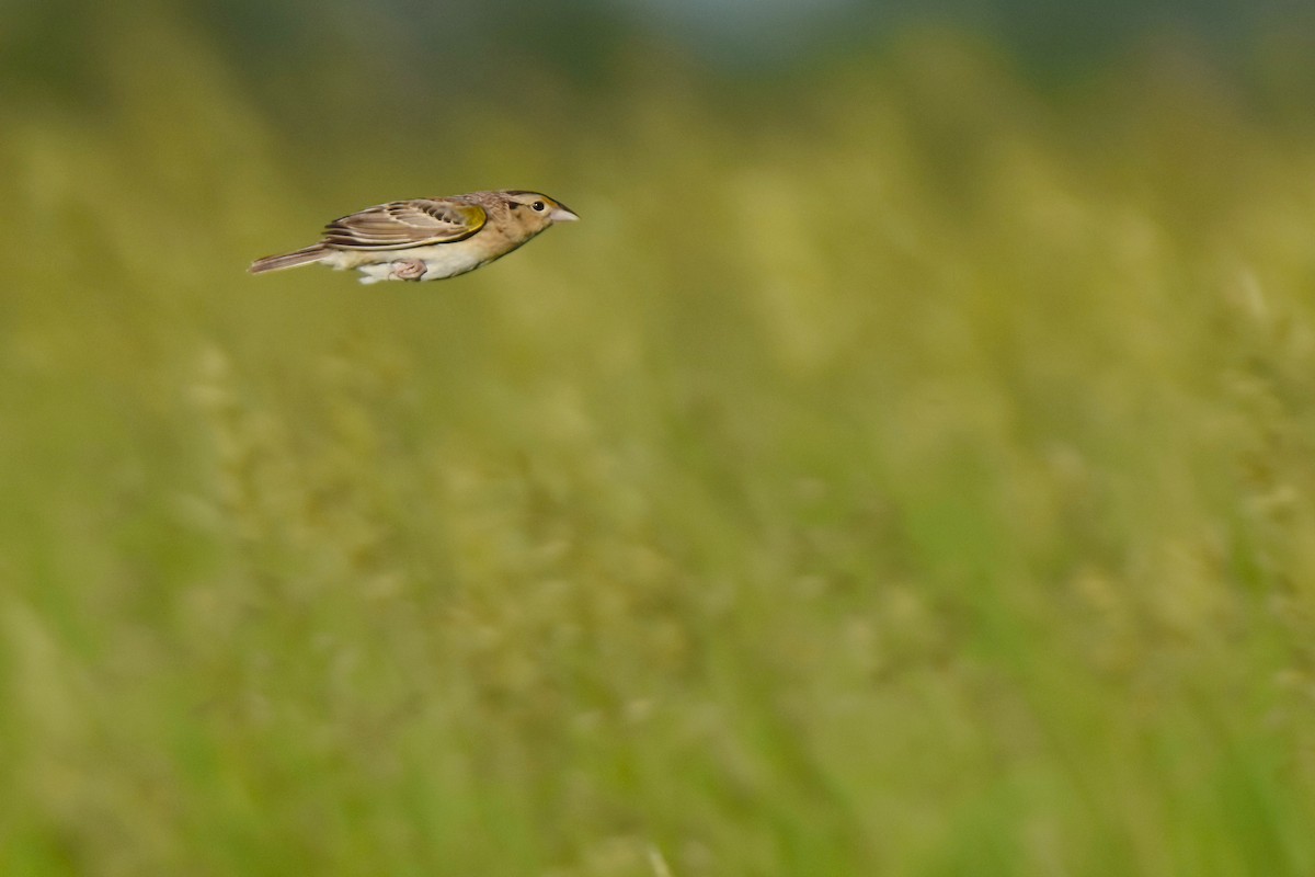 Grasshopper Sparrow - ML620117300