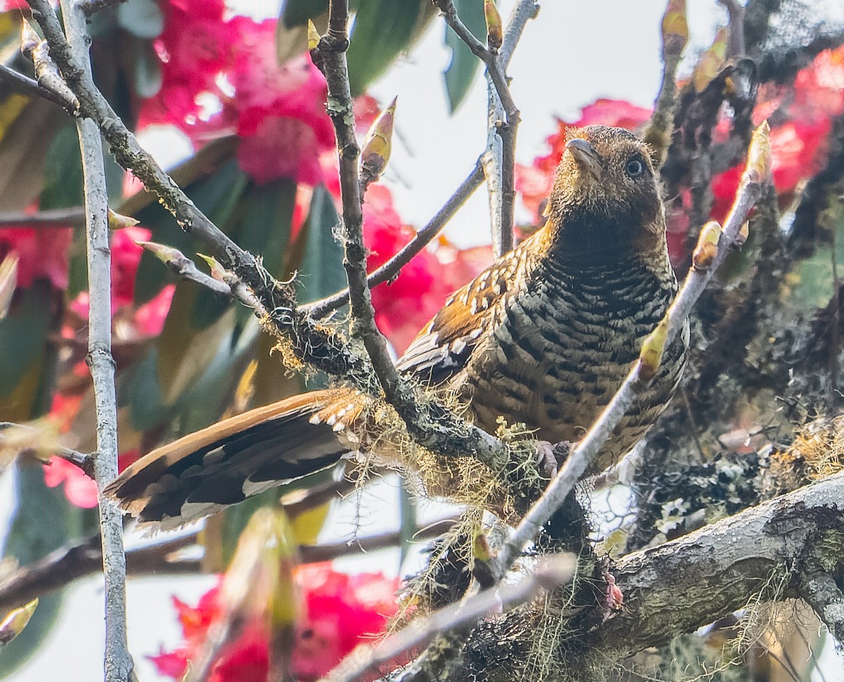 Spotted Laughingthrush - ML620117319