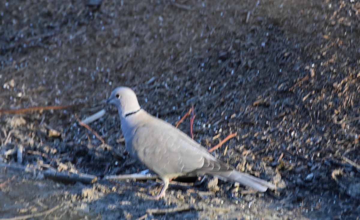 Eurasian Collared-Dove - ML620117331