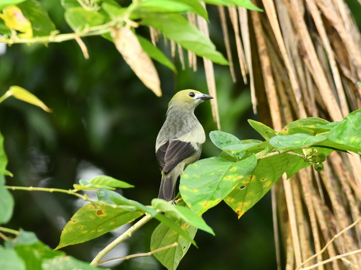 Palm Tanager - ML620117333