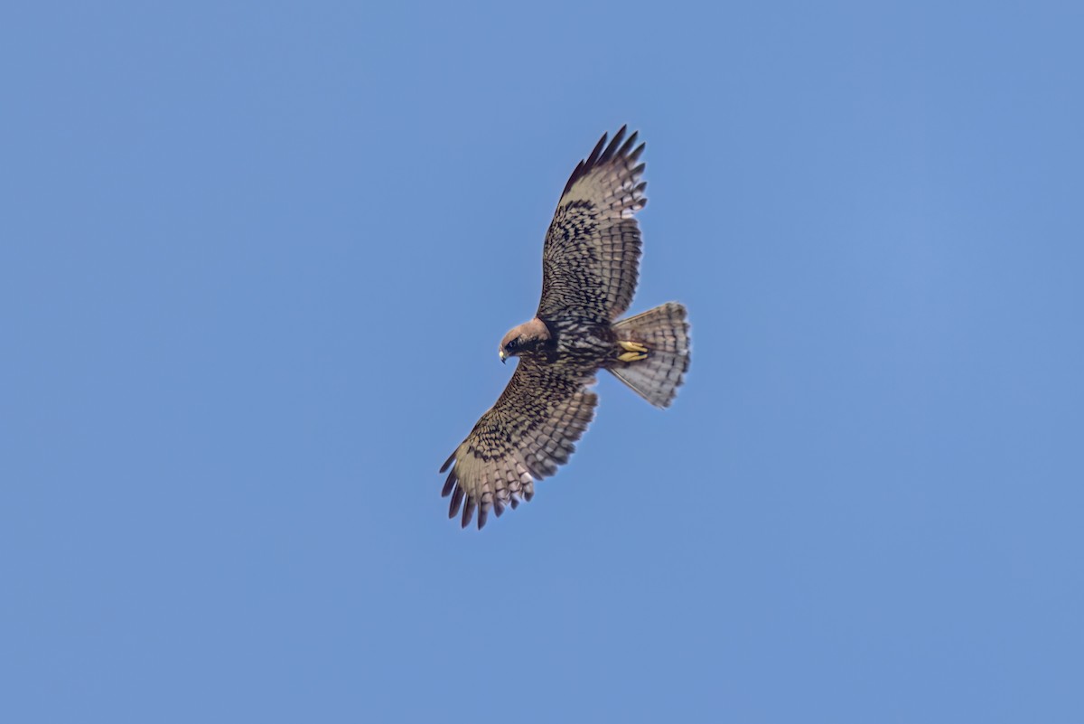 Short-tailed Hawk - ML620117335
