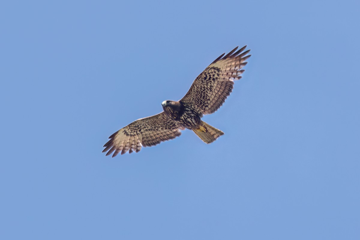 Short-tailed Hawk - ML620117339