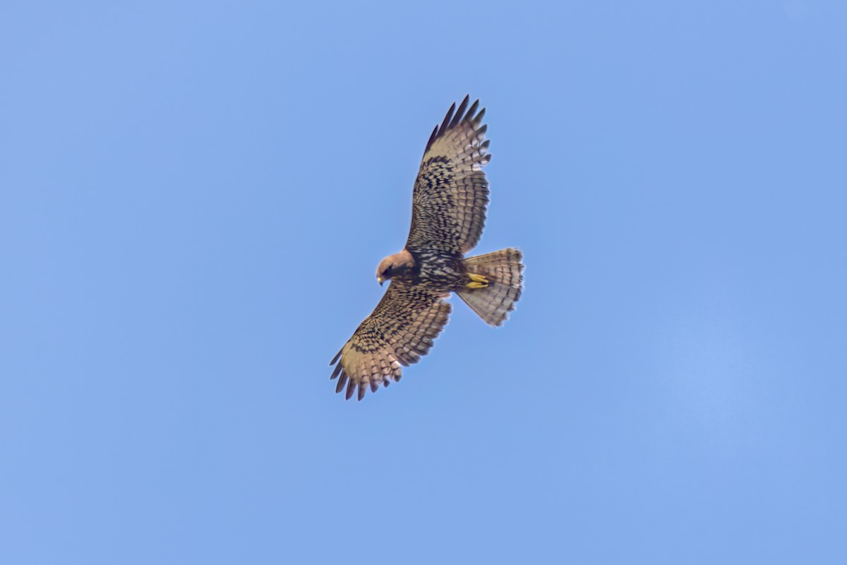 Short-tailed Hawk - ML620117340