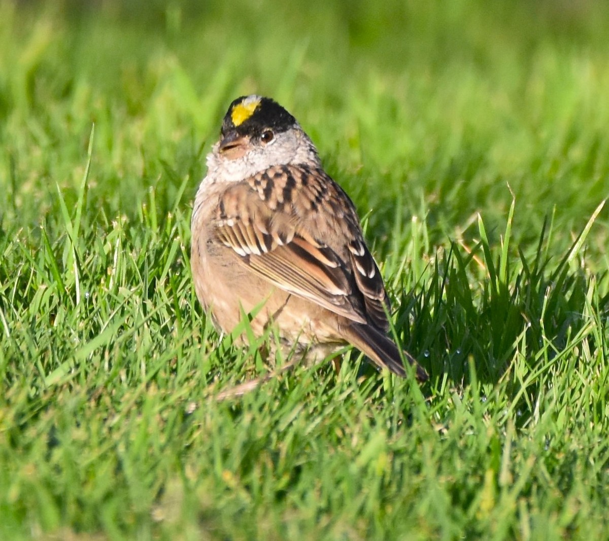 Golden-crowned Sparrow - ML620117356