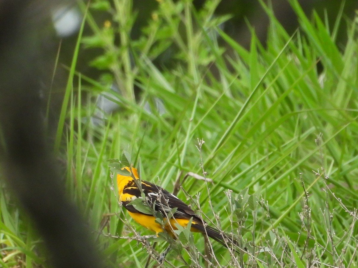 Streak-backed Oriole - ML620117357