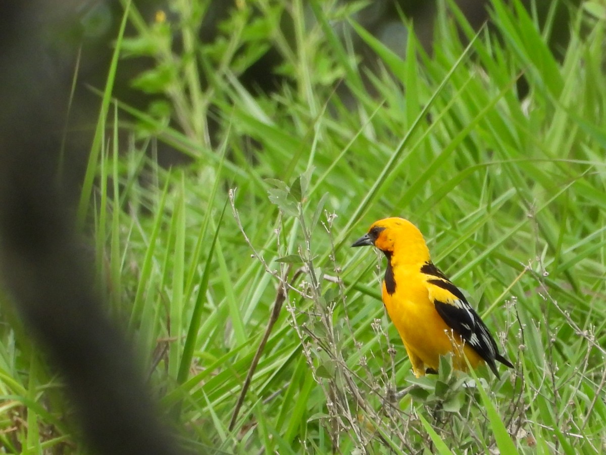 Oriole à dos rayé - ML620117358