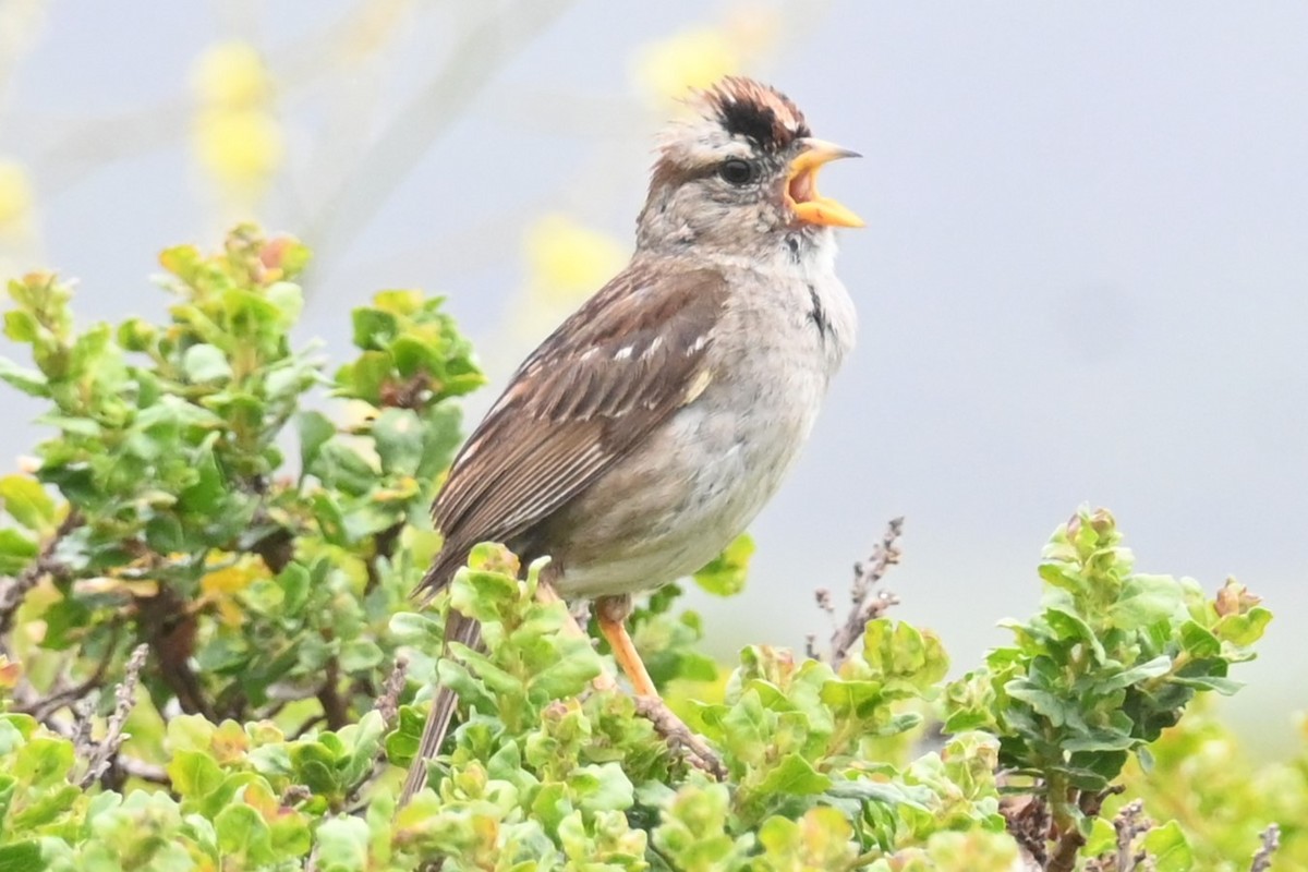 White-crowned Sparrow - ML620117360