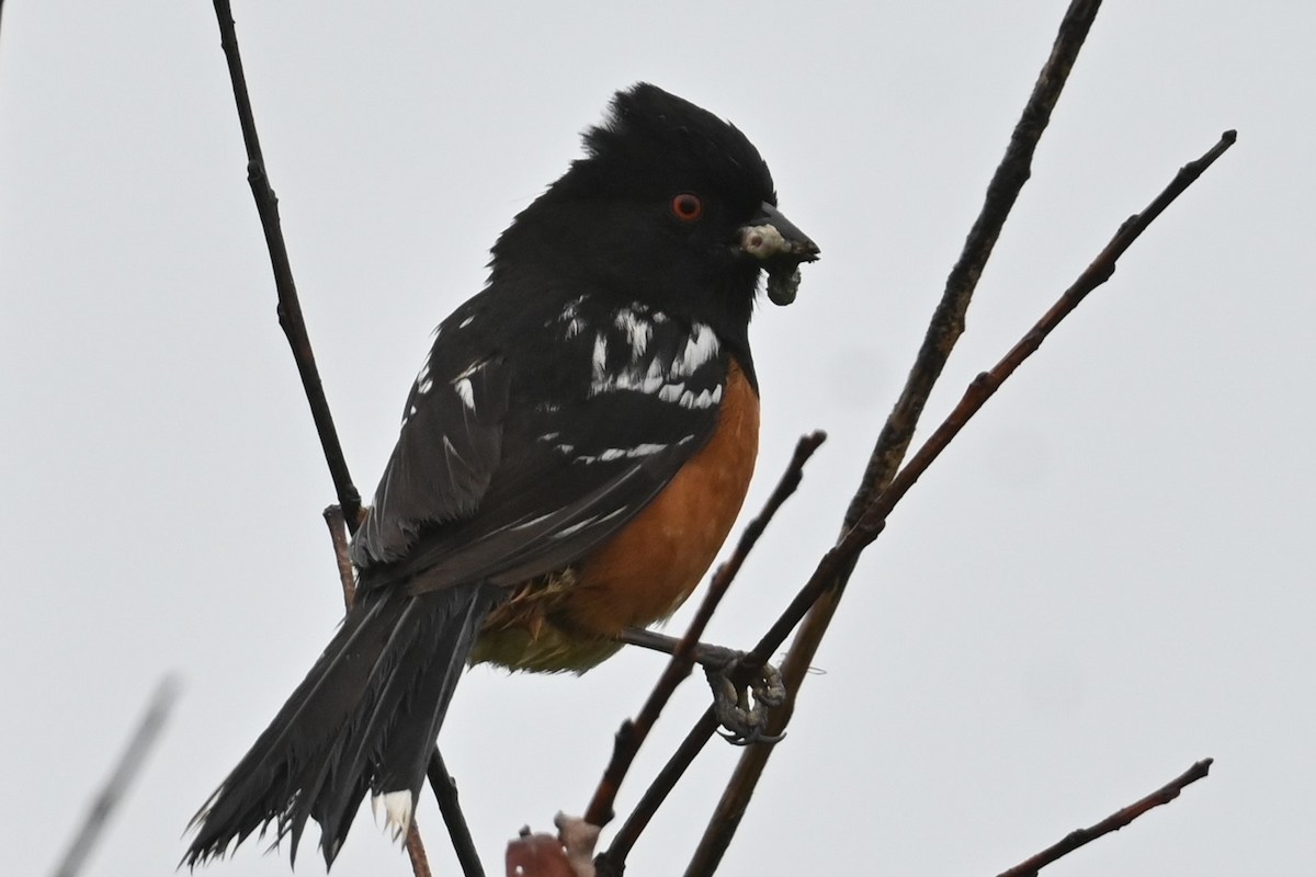 Spotted Towhee - ML620117367
