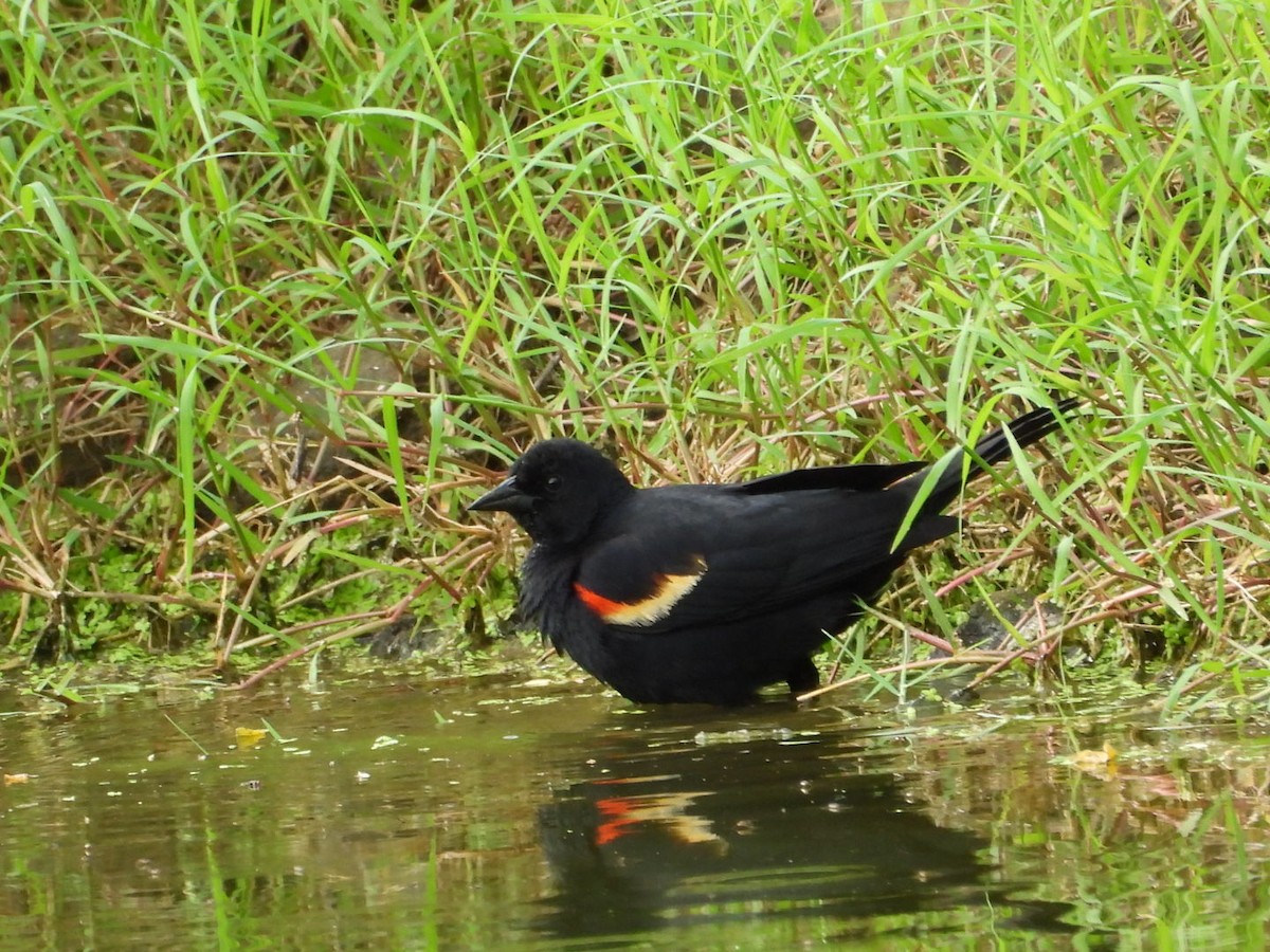 Red-winged Blackbird - ML620117373