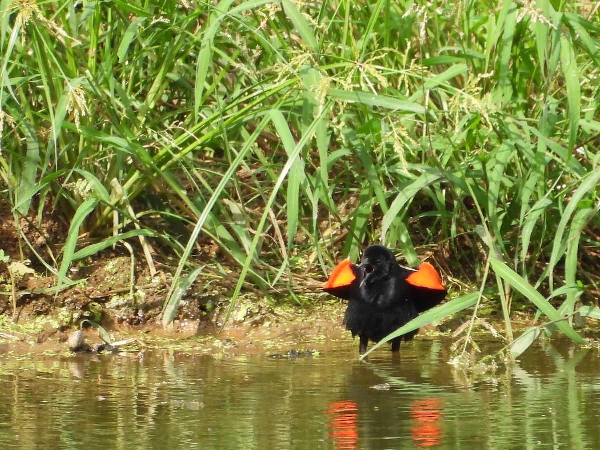 Red-winged Blackbird - ML620117374