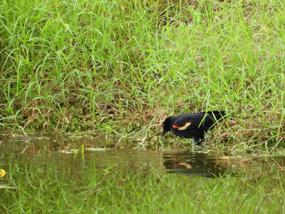 Red-winged Blackbird - ML620117375