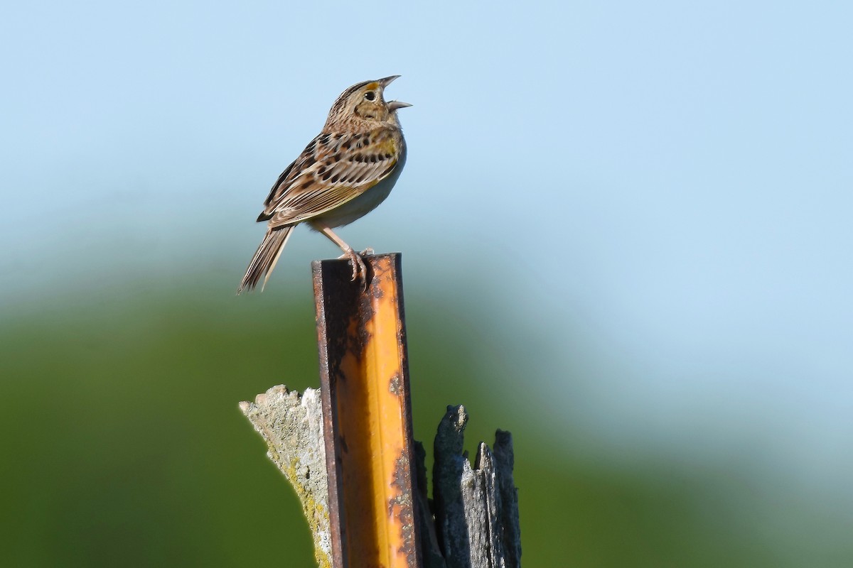 Grasshopper Sparrow - ML620117379