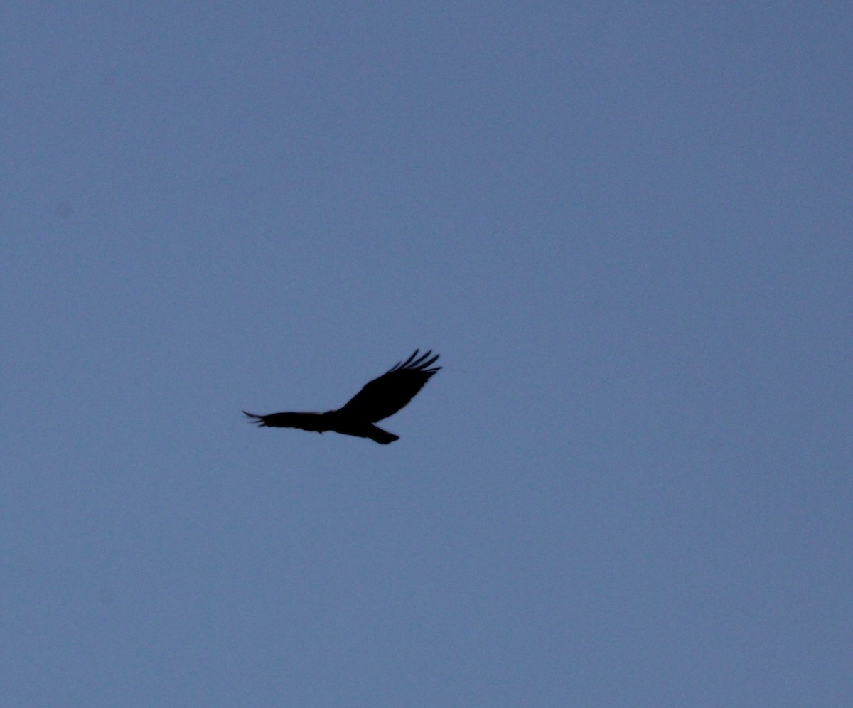 Zone-tailed Hawk - ML620117383