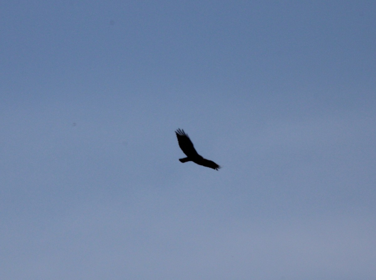 Zone-tailed Hawk - ML620117384