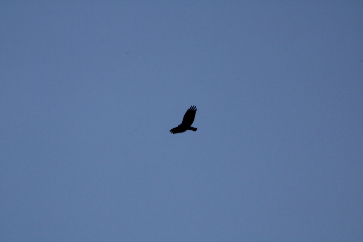 Zone-tailed Hawk - ML620117385