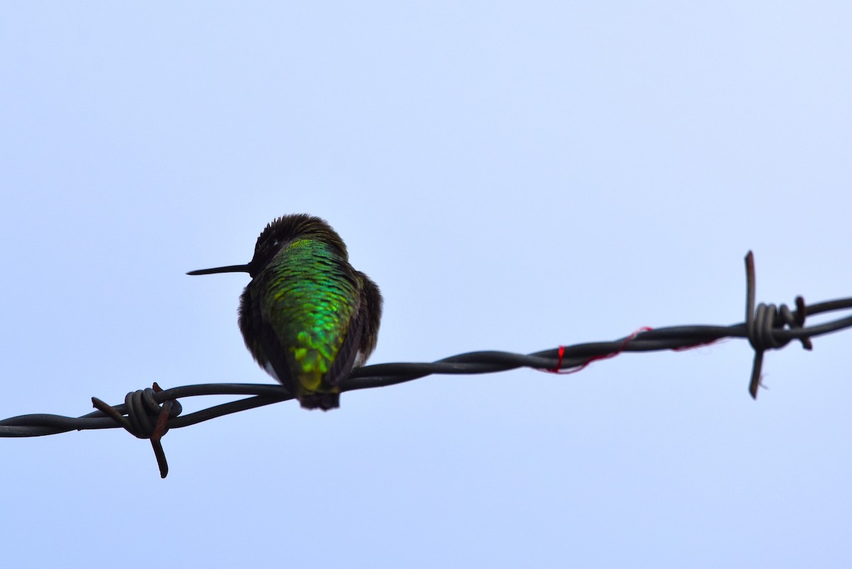 Anna's Hummingbird - ML620117391