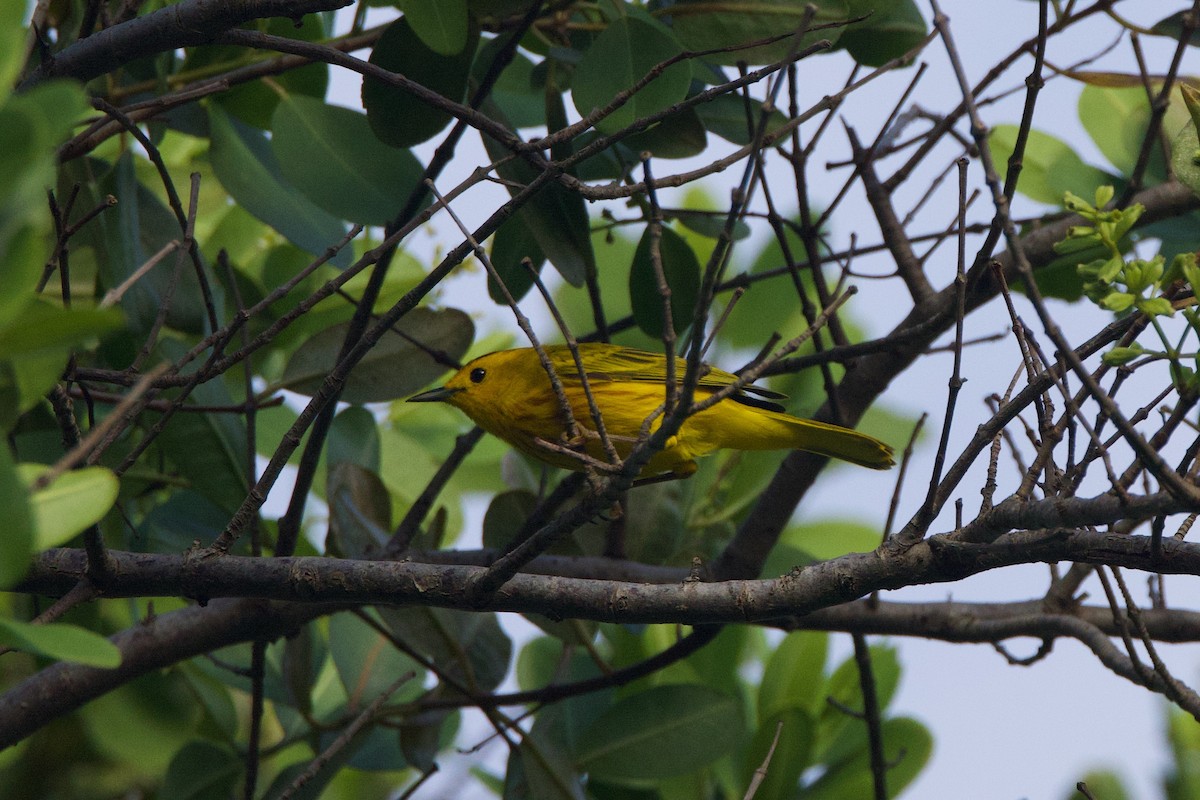 Yellow Warbler - ML620117402