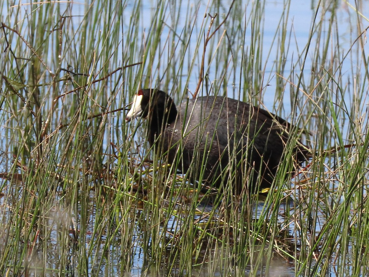 American Coot - ML620117411