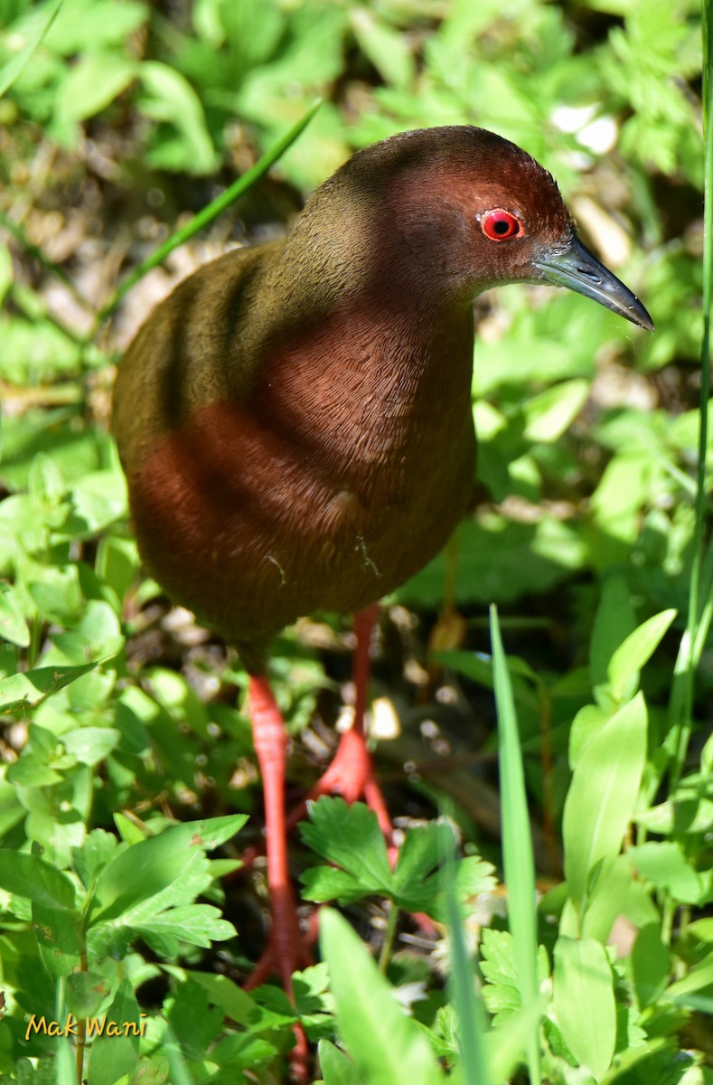 Ruddy-breasted Crake - ML620117423