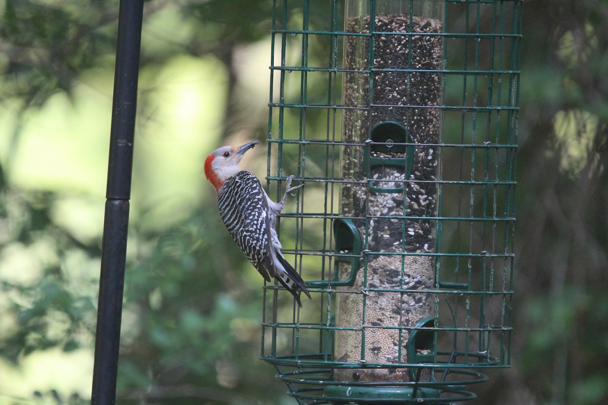 Red-bellied Woodpecker - ML620117429