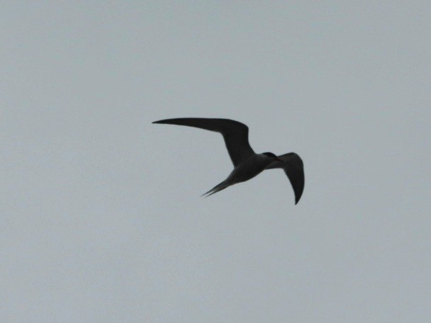 Common Tern - ML620117442