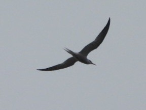 Common Tern - ML620117443