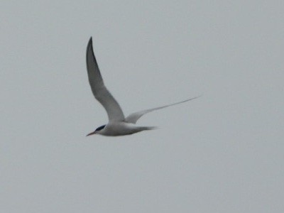 Common Tern - ML620117444
