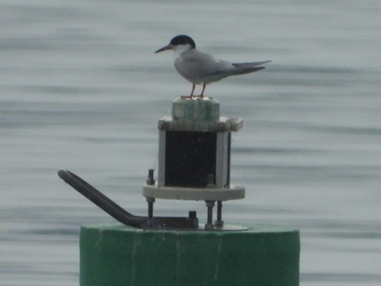 Common Tern - ML620117446