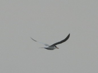 Common Tern - ML620117448