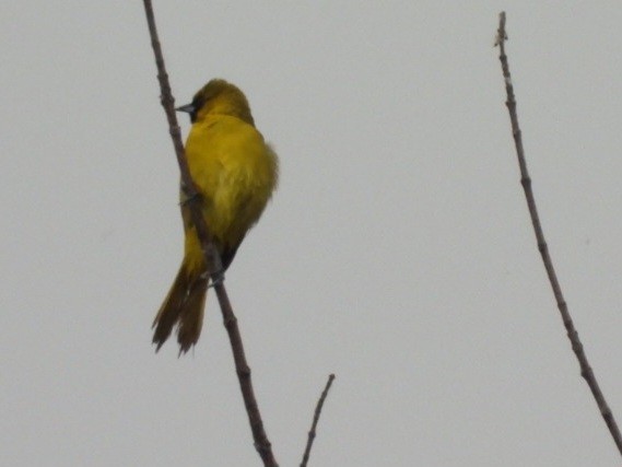 Orchard Oriole - ML620117464