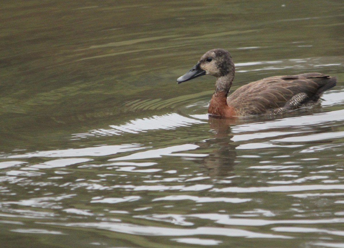 Dendrocygne veuf - ML620117472