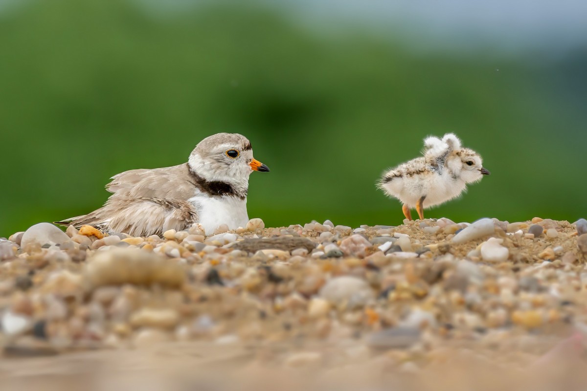 Piping Plover - ML620117478